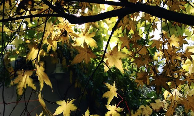 Op ed. Por favor, salven al Tribunal Constitucional