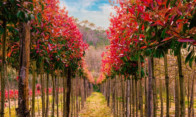 Corporaciones y aprendizaje social