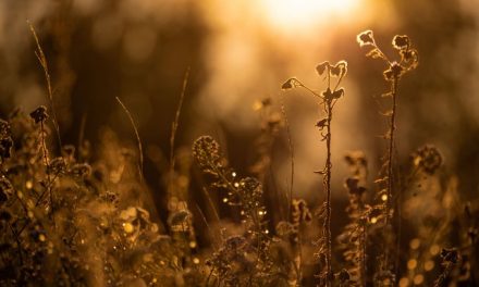 Voto de un particular a la sentencia sobre la ley del aborto