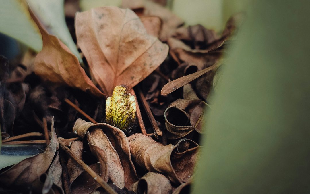 A vueltas con el dies a quo del plazo de prescripción de las acciones de reclamación de daños por infracciones de competencia