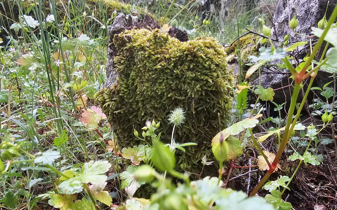 Op Ed. La CNMC y el tiempo: cuando la caducidad devora el enforcement