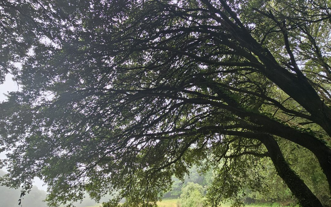 Las cláusulas pay-to-play