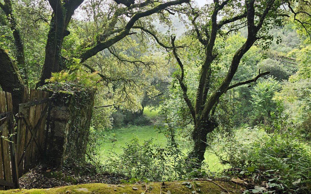 La independencia del objetivo de la corporación respecto de las preferencias de sus miembros: efectos jurídicos