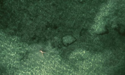 Ejercicio de la acción social de responsabilidad e impugnación del acuerdo de la Junta