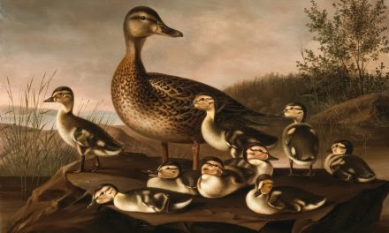 El cese de administradores no requiere autorización de la administración concursal