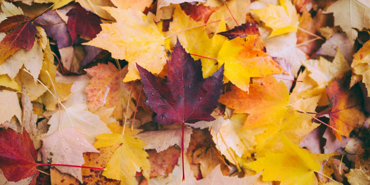 Legitimación condicionada y excepcional de los acreedores para la presentación de un plan de reestructuración