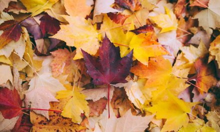 Legitimación condicionada y excepcional de los acreedores para la presentación de un plan de reestructuración