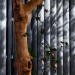 Cálculo de las mayorías en la sociedad de responsabilidad limitada y conflictos de intereses