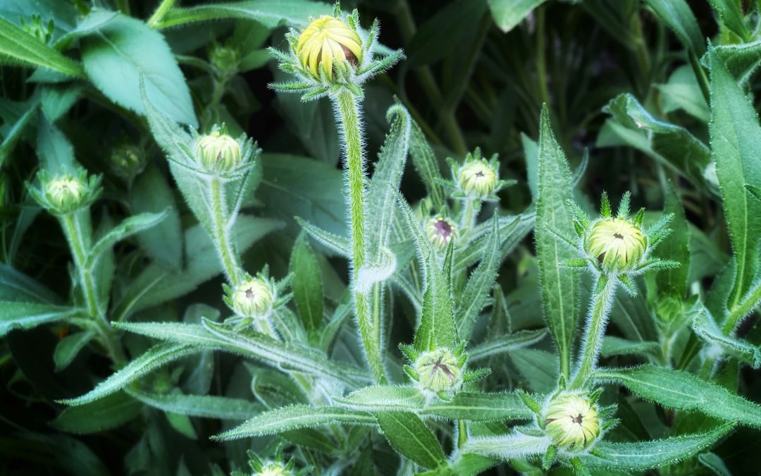 ¿Penamos a la persona jurídica por conductas de participación de sus miembros?