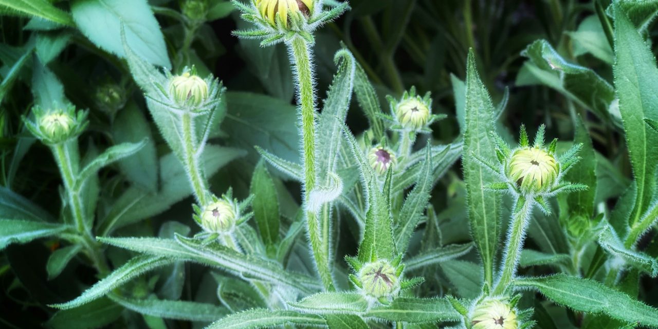 ¿Penamos a la persona jurídica por conductas de participación de sus miembros?