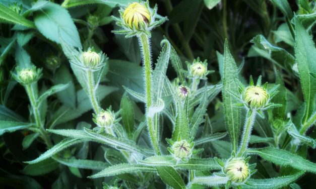 ¿Penamos a la persona jurídica por conductas de participación de sus miembros?