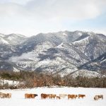 La vida merece menos protección constitucional que la propiedad privada