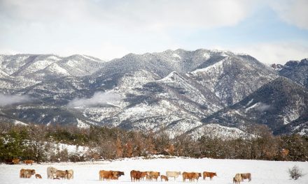 La vida merece menos protección constitucional que la propiedad privada