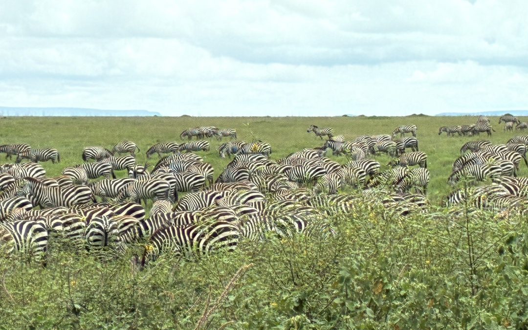 Op Ed. Las historias que contamos los juristas