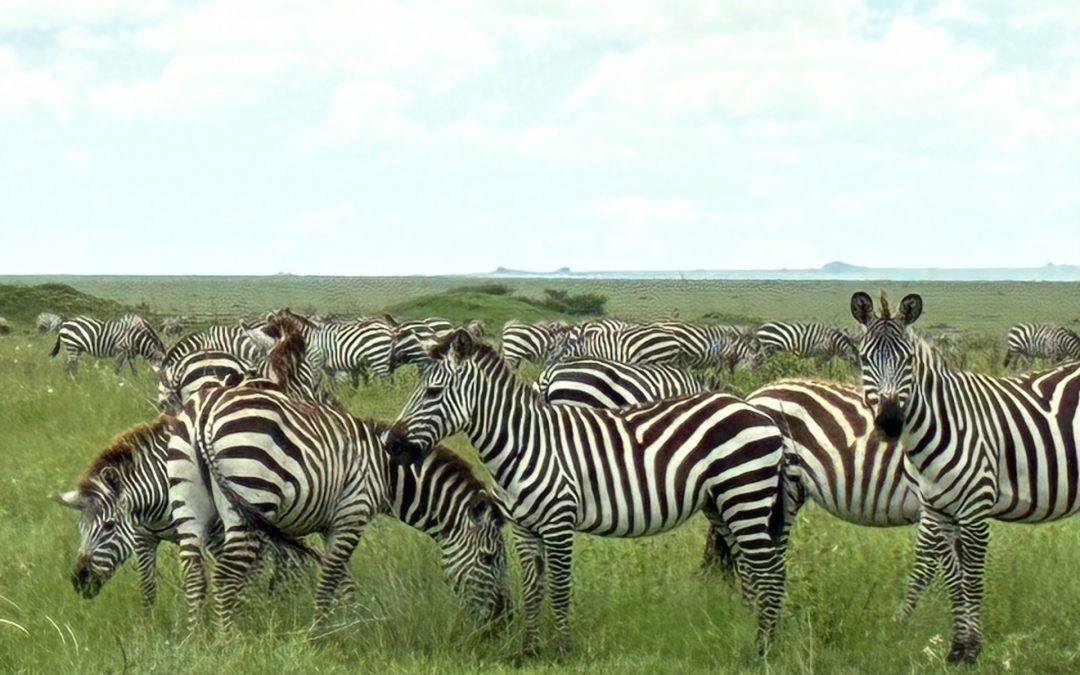 MASC y litis pendencia internacional