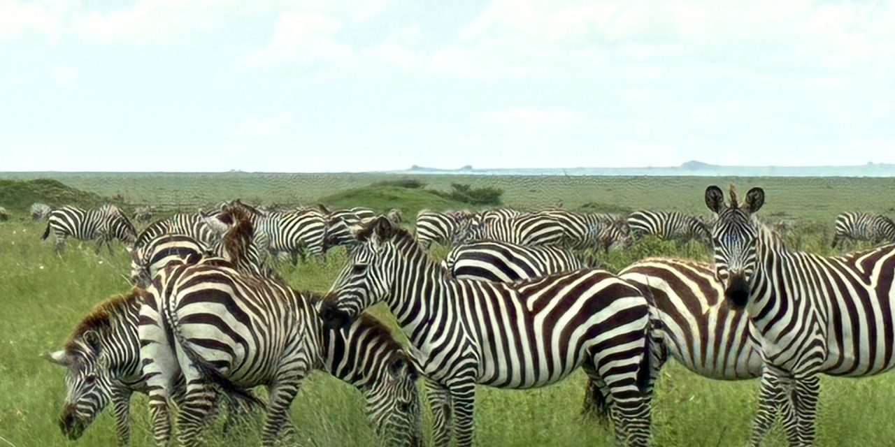 MASC y litis pendencia internacional