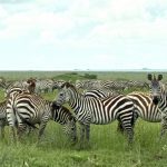 MASC y litis pendencia internacional