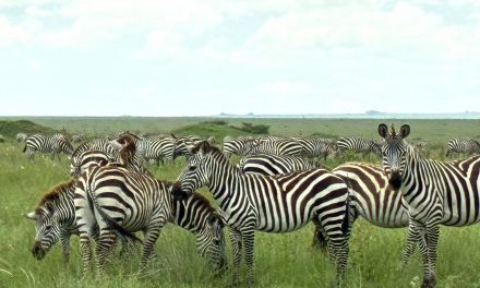 MASC y litis pendencia internacional