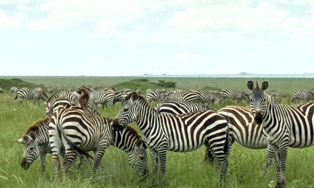 MASC y litis pendencia internacional