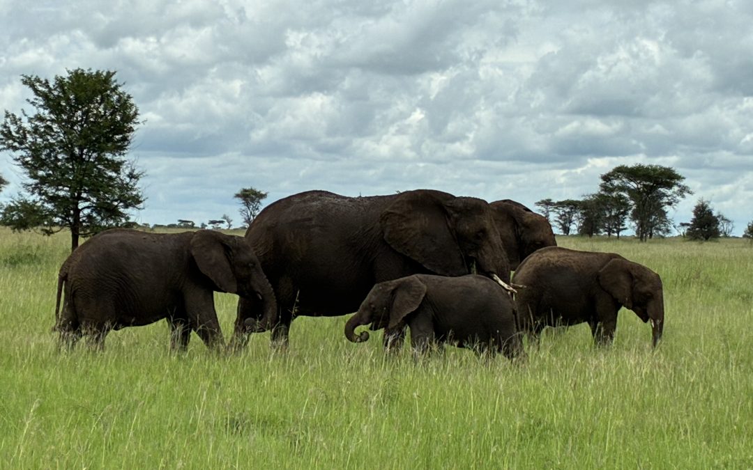 Efectos de la resolución contractual del artículo 1.124 CC