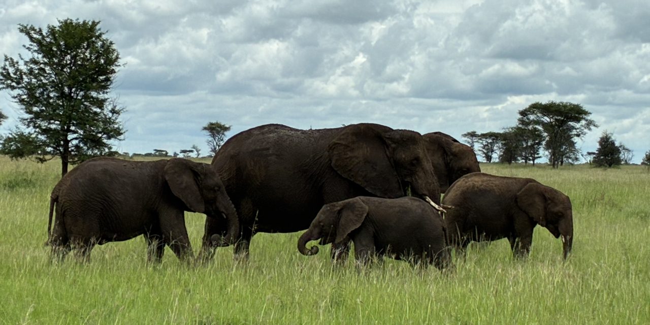 Efectos de la resolución contractual del artículo 1.124 CC