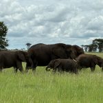 Efectos de la resolución contractual del artículo 1.124 CC