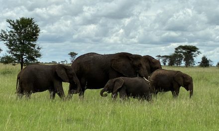 Efectos de la resolución contractual del artículo 1.124 CC