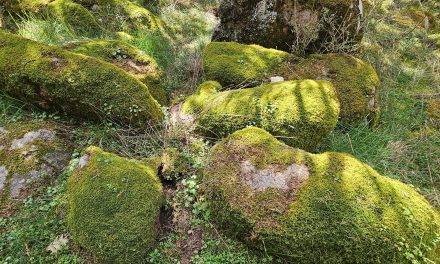Los nuevos informes de sostenibilidad corporativa: algunas reflexiones críticas*