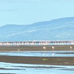 Clases de créditos, regla de la mayoría y perímetro de afectación: reflexiones sobre el encaje de las tres piezas