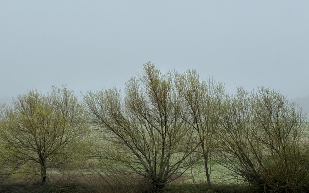Daños por el cártel del papel y cartón ondulado: una sentencia difícil de leer y un caso mal cerrado