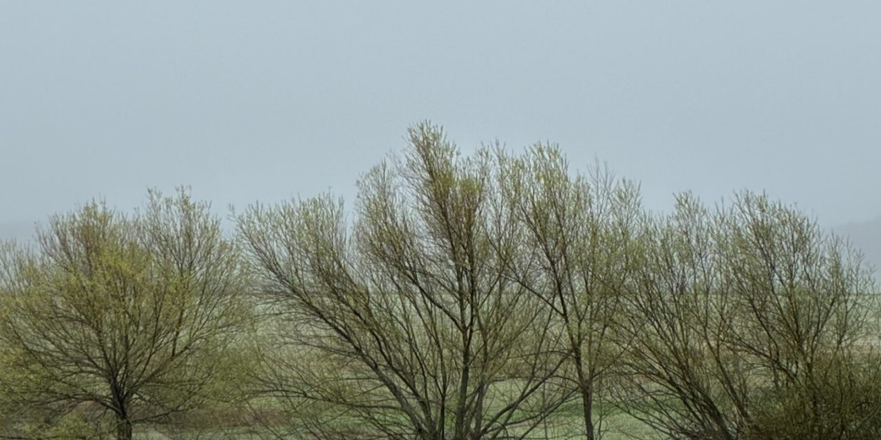 Daños por el cártel del papel y cartón ondulado: una sentencia difícil de leer y un caso mal cerrado