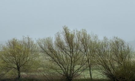 Daños por el cártel del papel y cartón ondulado: una sentencia difícil de leer y un caso mal cerrado