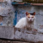 La difícil racionalidad de la pena de prisión